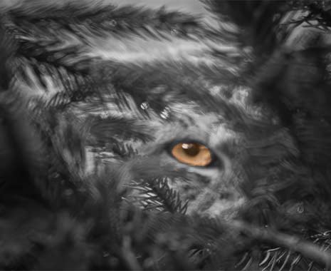 Ein goldenes Auge schaut durch dichte, schwarz-weiße Nadelbaumzweige hervor. Es beobachtet heimlich die Umgebung.