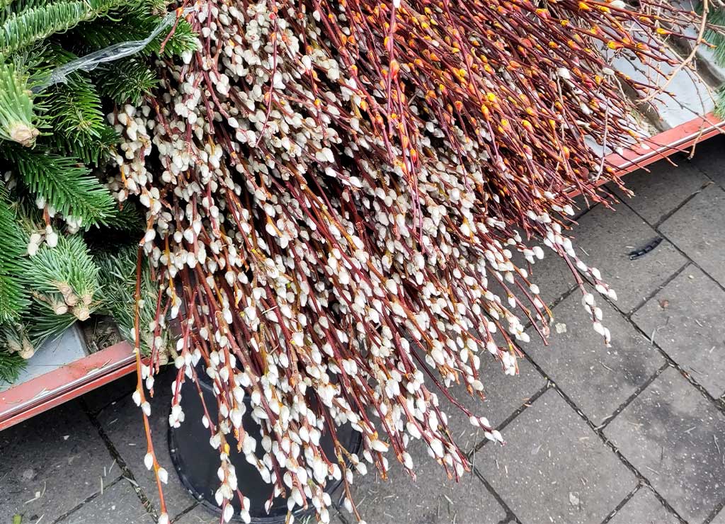 Barbaratag oder: Sankt Barbara – Gedenktag der heiligen Barbara von Nikomedia. Kuriose Feiertage - 4. Dezember © 2024 Sven Giese – Bild 2 Weidenzweige, Barbarazweige und grüne Tannenzweige auf einem Marktstand.