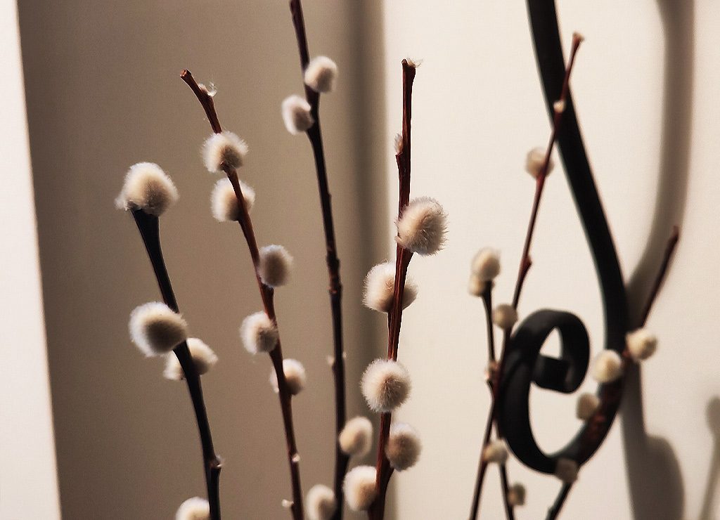 Barbaratag oder: Sankt Barbara – Gedenktag der heiligen Barbara von Nikomedia. Kuriose Feiertage - 4. Dezember © 2024 Sven Giese – Bild 3 Flauschige Weidenkätzchenzweige in einer Vase vor einer cremefarbenen Wand mit Dekoration.