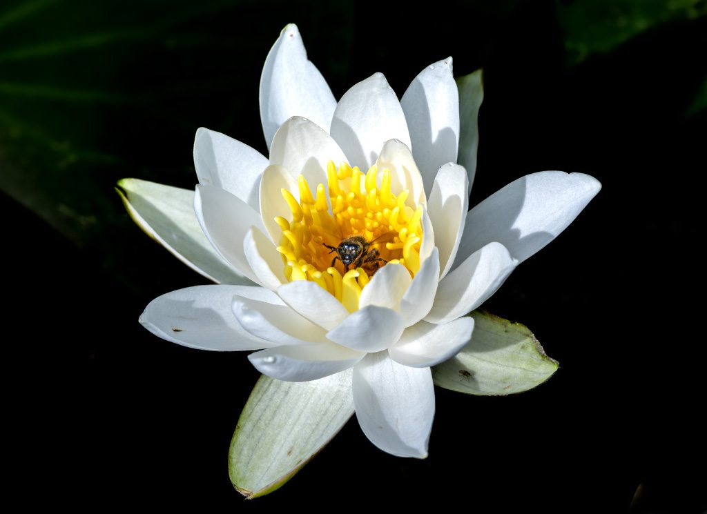 Weiße Seerose mit gelber Mitte, eine Biene sitzt auf der Blüte und sammelt Nektar.