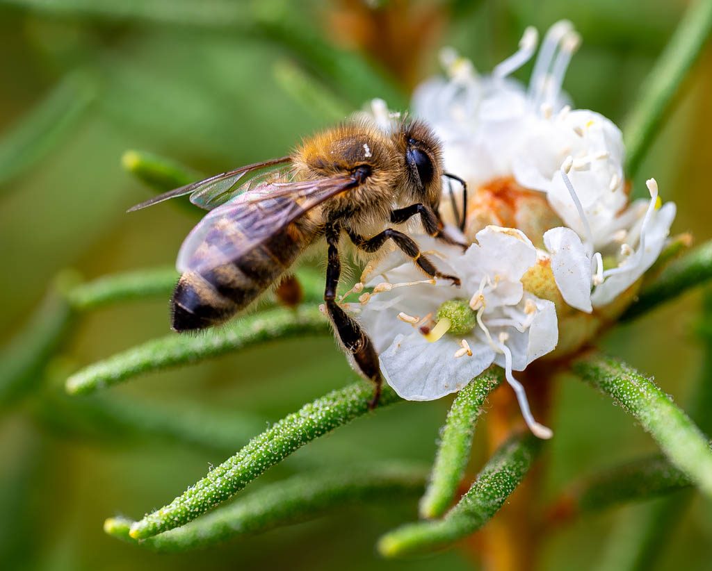 Nahaufnahme einer Honigbiene, die auf einer kleinen weißen Blüte Nektar sammelt.
