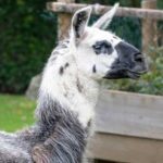 national llama day kuriose feiertage 2024 sven giese featured