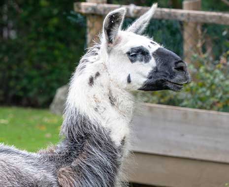 national llama day kuriose feiertage 2024 sven giese featured