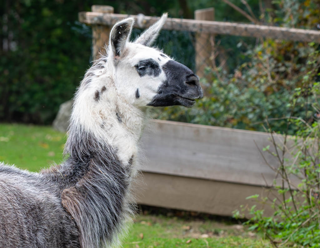 National Llama Day – Tag des Lamas in Kanada und den USA. Kuriose Feiertage - 9. Dezember © 2024 Sven Giese – Bild 2 Nahaufnahme eines Lamas mit weißem Kopf und schwarzen Flecken, das seitlich steht.