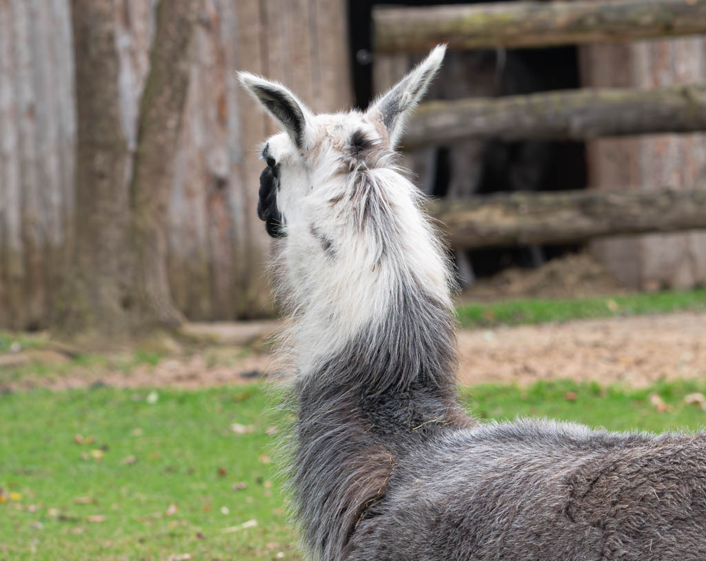 National Llama Day – Tag des Lamas in Kanada und den USA. Kuriose Feiertage - 9. Dezember © 2024 Sven Giese – Bild 3 Rückansicht eines Lamas mit weißem Kopf und langen Ohren, vor einer rustikalen Scheune.
