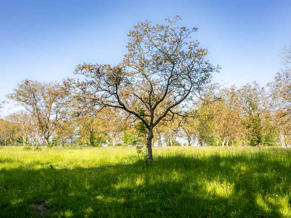 Internationaler Tag der Streuobstwiese. Kuriose Feiertage – letzter Freitag im April © 2025 Sven Giese – Bild 1 Einzelner Obstbaum auf blühender Streuobstwiese bei klarem Himmel und tief stehender Sonne.