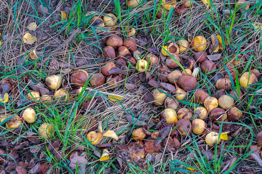 Zahlreiche Falläpfel und Birnen liegen verstreut zwischen Gras, Laub und vertrockneten Halmen auf dem Boden.