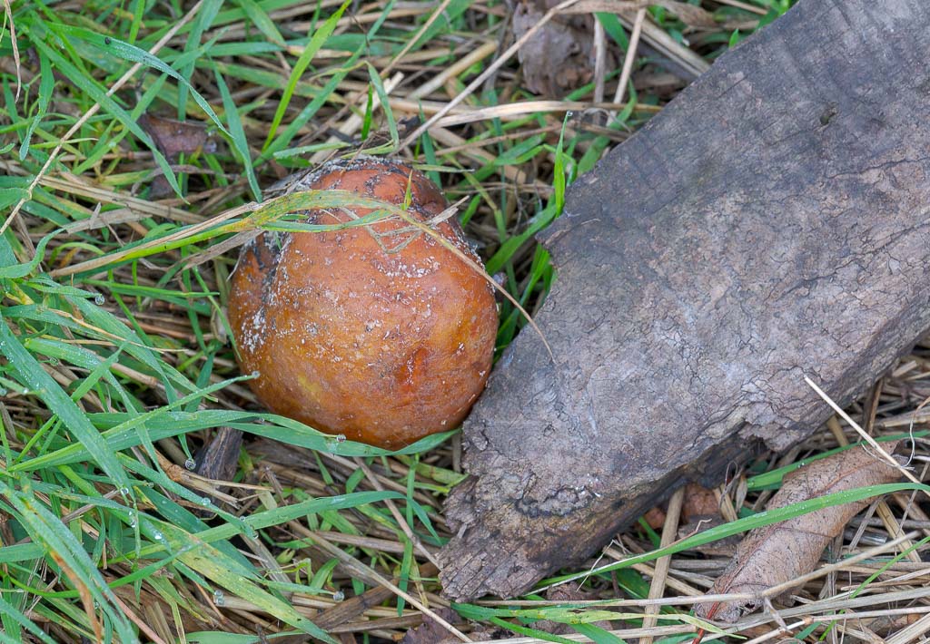 Faulender Apfel liegt im Gras neben morschem Holzstück, feuchte Wiese am Boden.