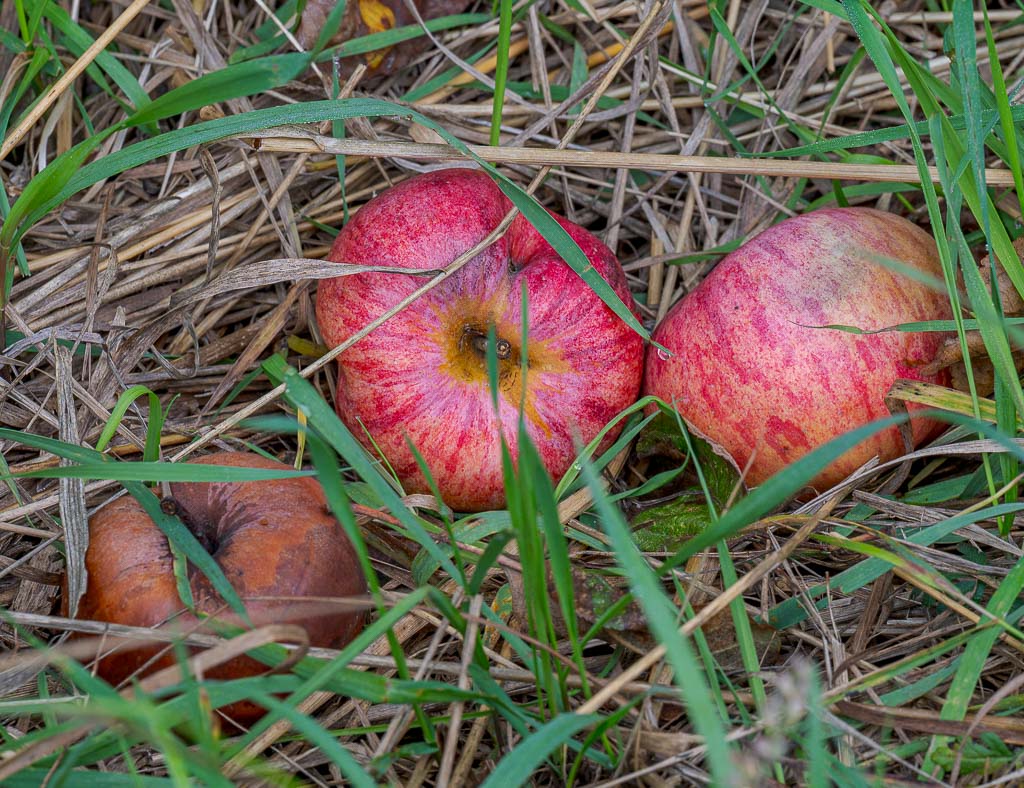 Zwei rotgelbe Äpfel liegen im trockenen Gras, ein brauner Fallapfel daneben sichtbar.
