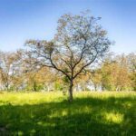 tag der streuobstwiese kuriose feiertage 2025 sven giese featured