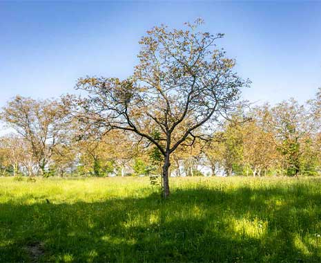 tag der streuobstwiese kuriose feiertage 2025 sven giese featured