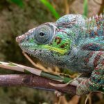 international chameleon day kuriose feiertage 2025 sven giese featured