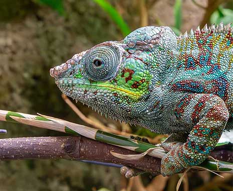 international chameleon day kuriose feiertage 2025 sven giese featured