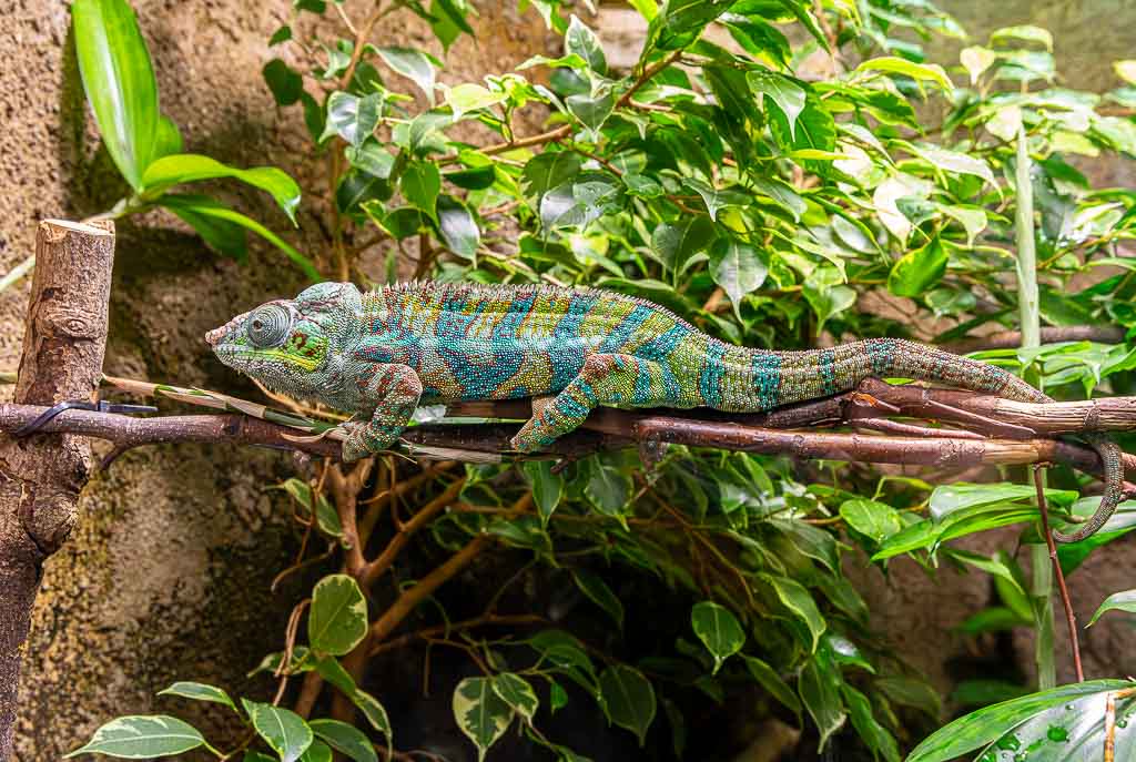 Internationaler Tag des Chamäleons – International Chameleon Day. Kuriose Feiertage – 9. Mai © 2025 Sven Giese – Bild 2 Ein buntes Chamäleon sitzt auf einem Ast vor dichtem Grün und blickt leicht zur Seite.