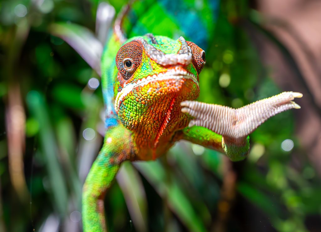 Internationaler Tag des Chamäleons – International Chameleon Day. Kuriose Feiertage – 9. Mai © 2025 Sven Giese – Bild 3 Buntes Chamäleon streckt ein Vorderbein aus und blickt in die Kamera im Regenwald.