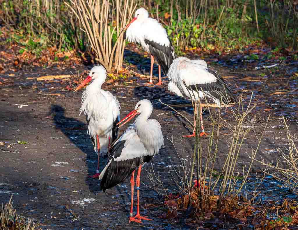 Vier Weißstörche mit roten Schnäbeln stehen gemeinsam auf einem Waldboden.