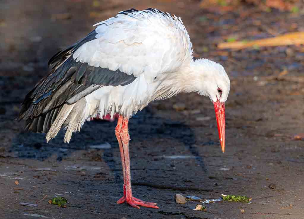 Ein Weißstorch blickt mit gesenktem Kopf auf den Boden in einer feuchten Umgebung.