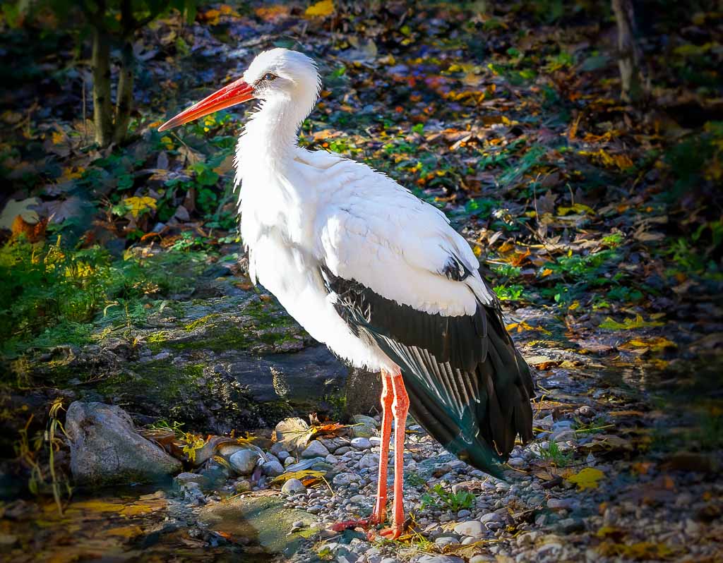 Ein Weißstorch mit rotem Schnabel steht aufrecht auf einem Steinboden im Wald.