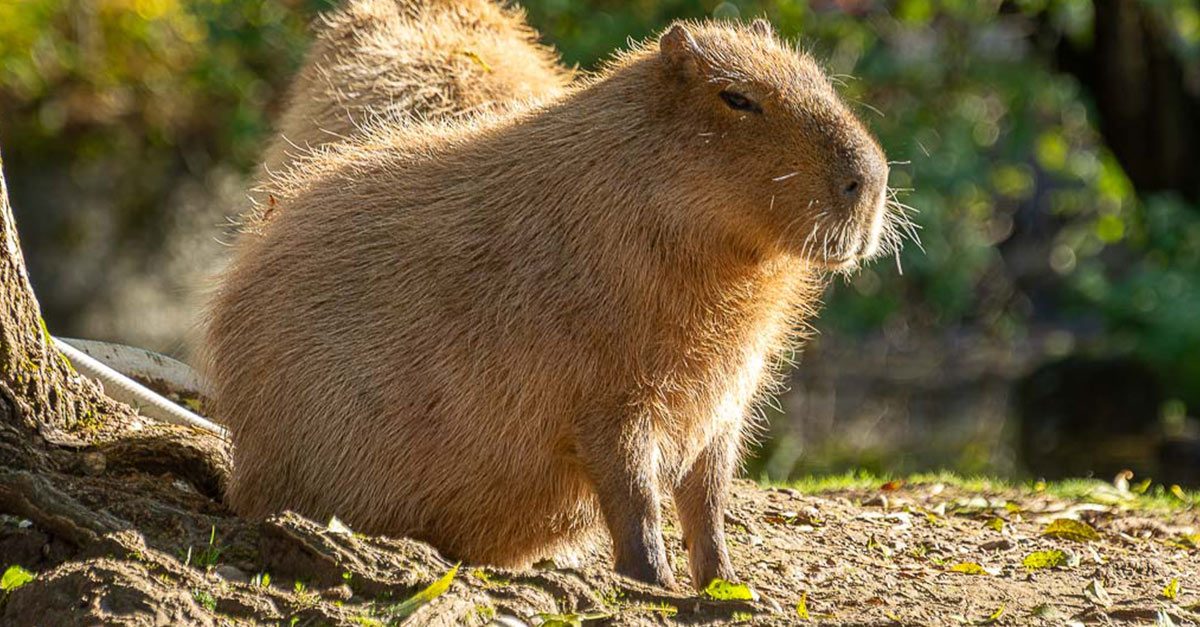 Ein Capybara sitzt auf sonnigem Waldboden mit unscharfem Hintergrund.