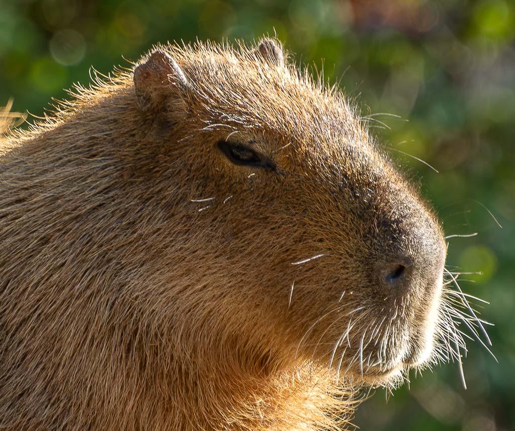 Ehrentag der Wasserschweine – Capybara Appreciation Day in den USA. Kuriose Feiertage - 10. Juli © 2025 Sven Giese - Bild 2 Das Gesicht eines Capybaras ist nah aufgenommen, mit Licht im Fell und Hintergrund.