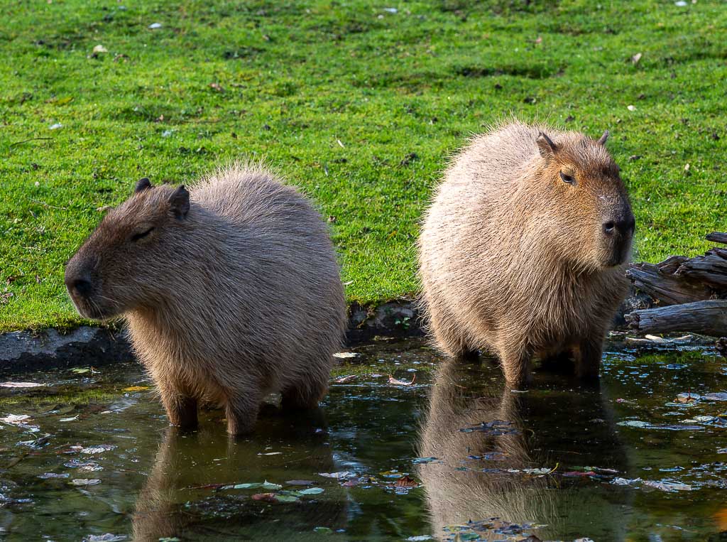 Ehrentag der Wasserschweine – Capybara Appreciation Day in den USA. Kuriose Feiertage - 10. Juli © 2026 Sven Giese – Bild 2 Zwei Wasserschweine stehen nebeneinander im flachen Wasser vor einer sonnigen grünen Uferwiese.