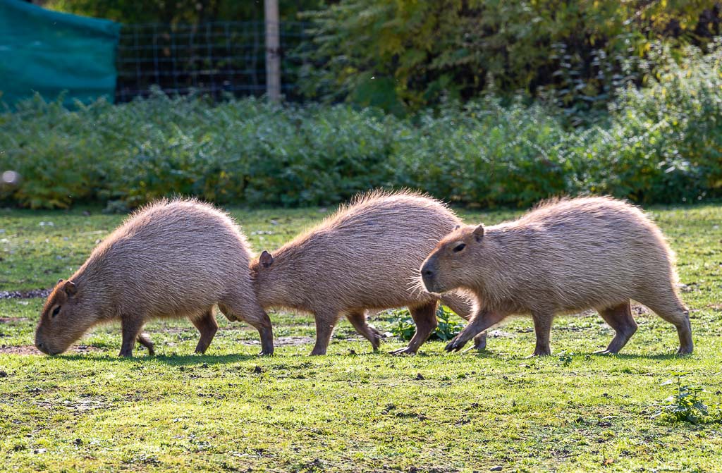 Ehrentag der Wasserschweine – Capybara Appreciation Day in den USA. Kuriose Feiertage – 10. Juli © 2026 Sven Giese – Bild 3 Drei Wasserschweine laufen hintereinander über eine sonnige Wiese im grünen, weitläufigen Gehege.
