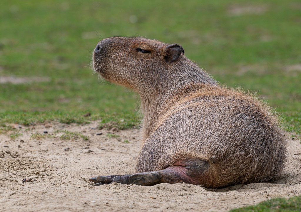 Ehrentag der Wasserschweine – Capybara Appreciation Day in den USA. Kuriose Feiertage – 10. Juli © 2026 Sven Giese – Bild 4 Ein Wasserschwein sitzt entspannt mit geschlossenen Augen auf sandigem Boden vor grüner Wiese.