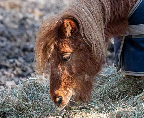 Großes braunes Pferd mit heller Mähne steht auf sonniger Weide im Schatten.