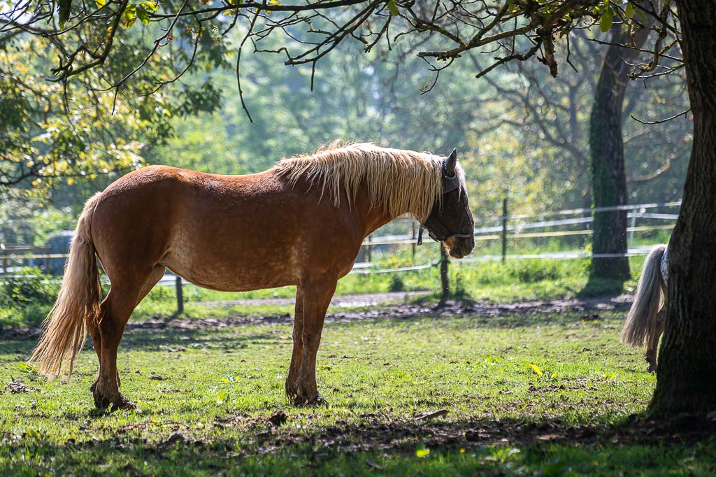 Großes braunes Pferd mit heller Mähne steht auf sonniger Weide im Schatten.