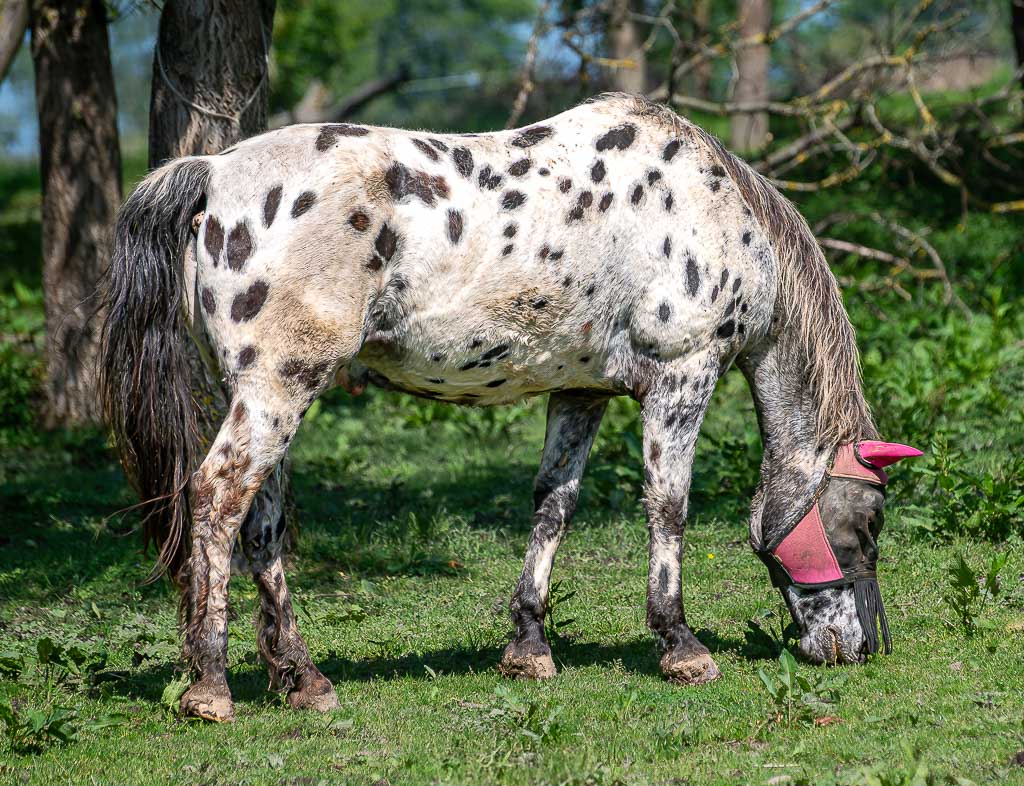 World Horse Day – UN-Welttag der Pferde. Kuriose Feiertage - 11. Juli © 2025 Sven Giese – Bild 2 Getupftes Pferd mit Fliegenschutz frisst Gras auf einer Wiese mit Bäumen.