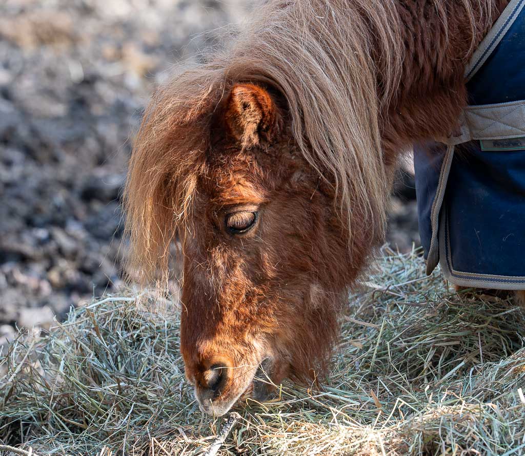World Horse Day – UN-Welttag der Pferde. Kuriose Feiertage - 11. Juli © 2025 Sven Giese – Bild 3 Braunes Shetlandpony mit langer Mähne frisst Heu auf trockenem Untergrund.