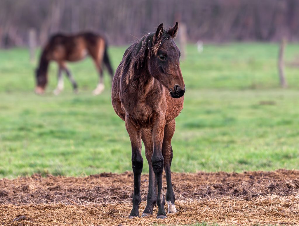 Dunkles Jungpferd steht aufmerksam auf strohbedecktem Boden, ein Pferd grast dahinter.
