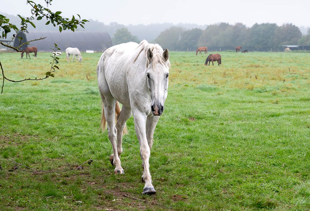 Weißes Pferd läuft über eine neblige Weide, weitere Pferde grasen im Hintergrund.
