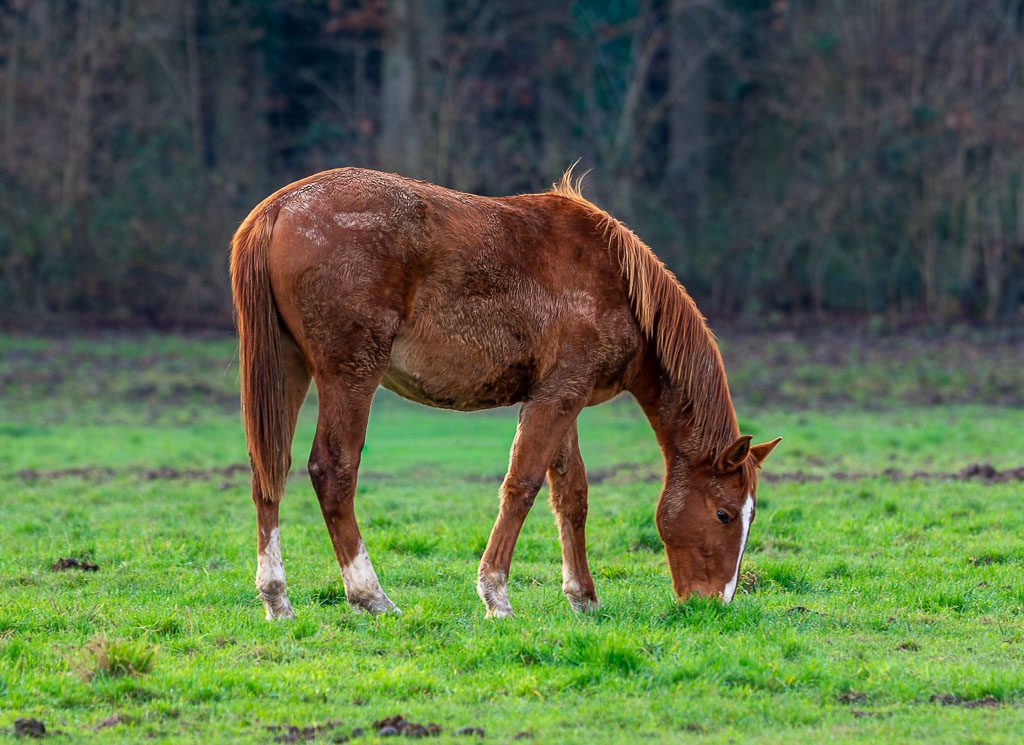 Braunes Pferd grast allein auf grüner Weide vor einem dunklen Waldrand.