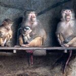 international primate day kuriose feiertage 2025 sven giese featured
