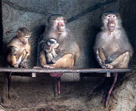 international primate day kuriose feiertage 2025 sven giese featured