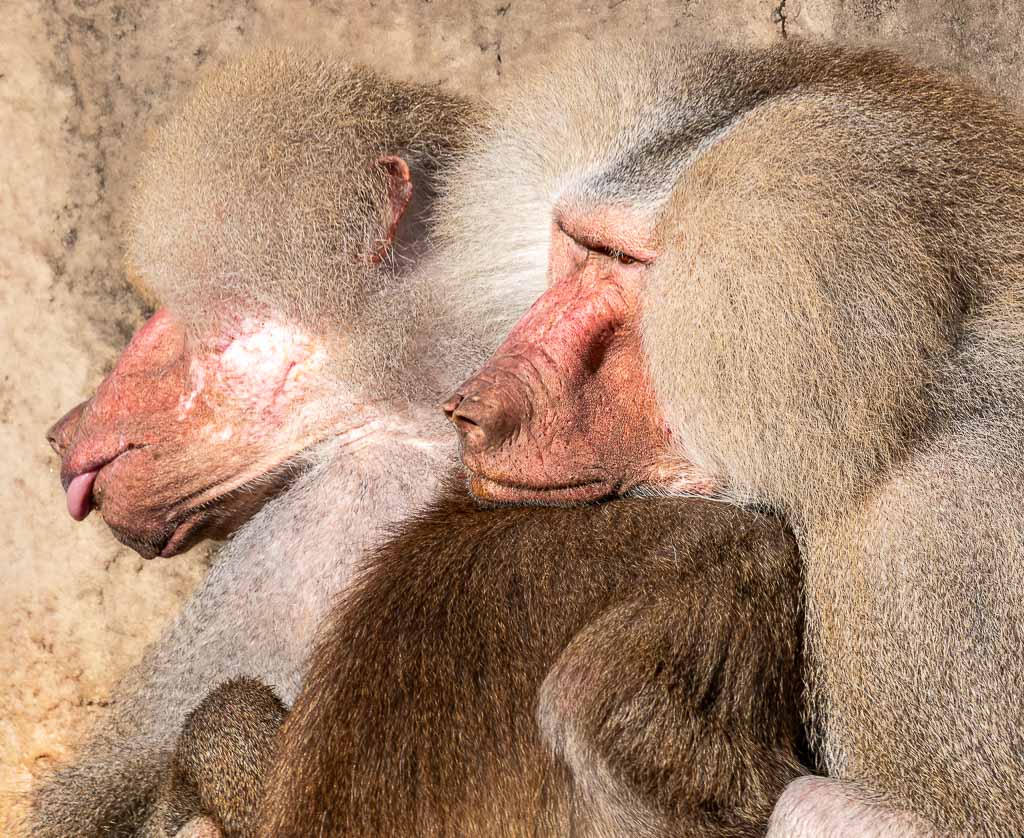 Zwei dicht aneinander geschmiegte Paviane mit rosafarbenen Gesichtern im Sonnenlicht.