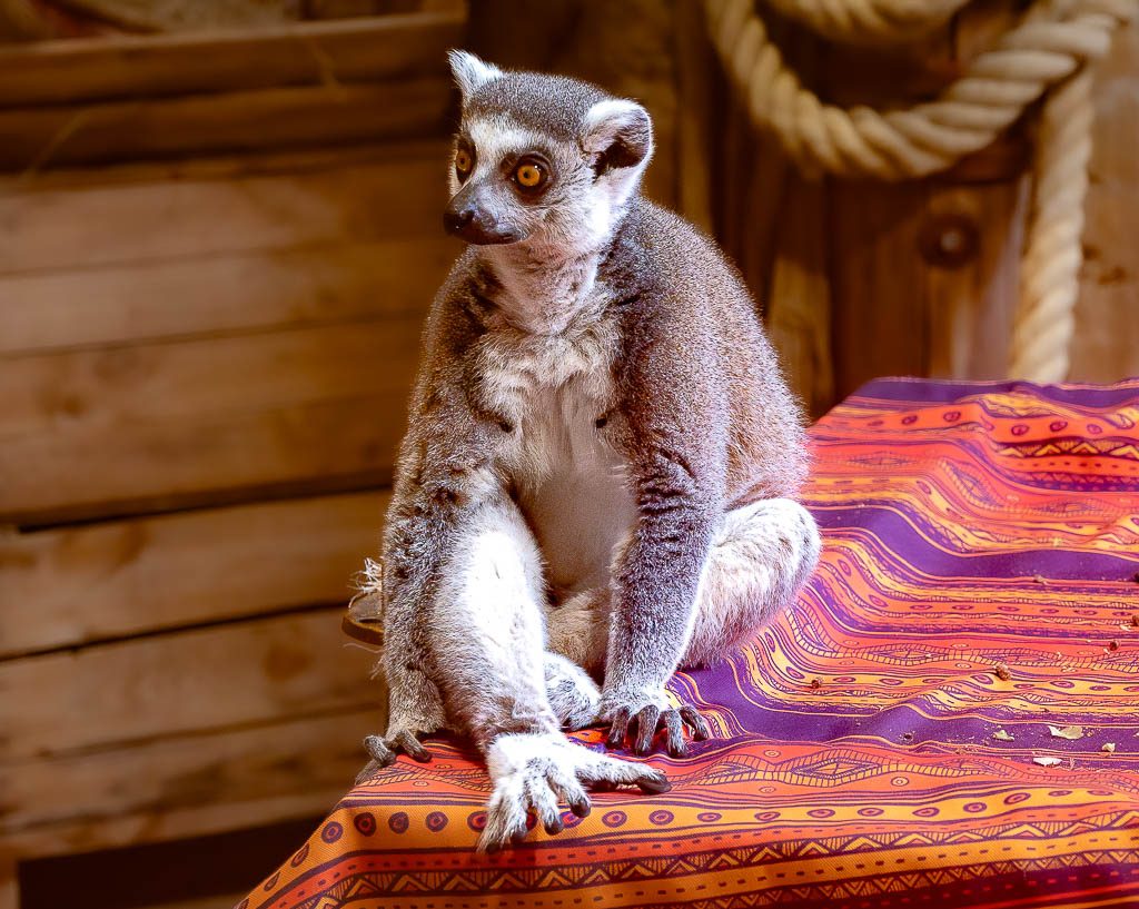 Katta-Lemur sitzt auf bunt gemusterter Decke und blickt aufmerksam zur Seite.