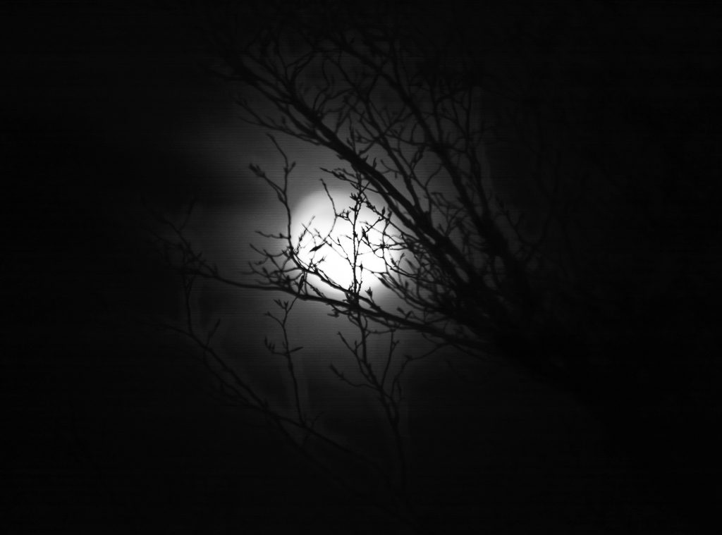 The Great Moon Hoax oder der Tag des großen Mondschwindels am 25. August 1835. Kuriose Feiertage © 2025 Sven Giese - Bild 4 Schwarzweißaufnahme des Mondes bei Nacht, von dunklen Ästen teilweise verdeckt.