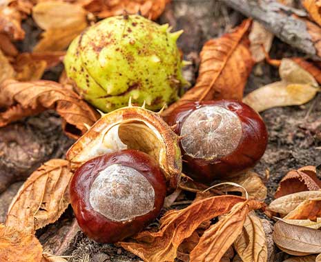 tag der kastanie kuriose feiertage 2025 sven giese featured