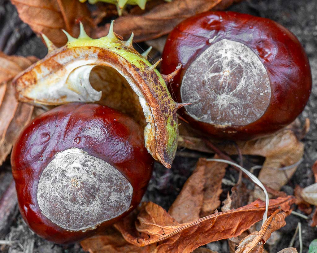 Zwei glänzende braune Kastanien liegen halb in ihrer stacheligen Schale auf Blättern.