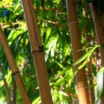 world bamboo day kuriose feiertage 2025 sven giese featured