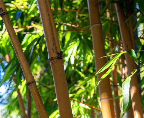 world bamboo day kuriose feiertage 2025 sven giese featured