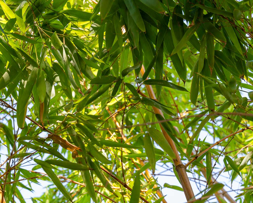 World Bamboo Day – Welttag des Bambus. Kuriose Feiertage – 18. September © 2025 Sven Giese – Bild 1 Sonnendurchflutete Bambusblätter und Halme in sattem Grün von unten fotografiert.
