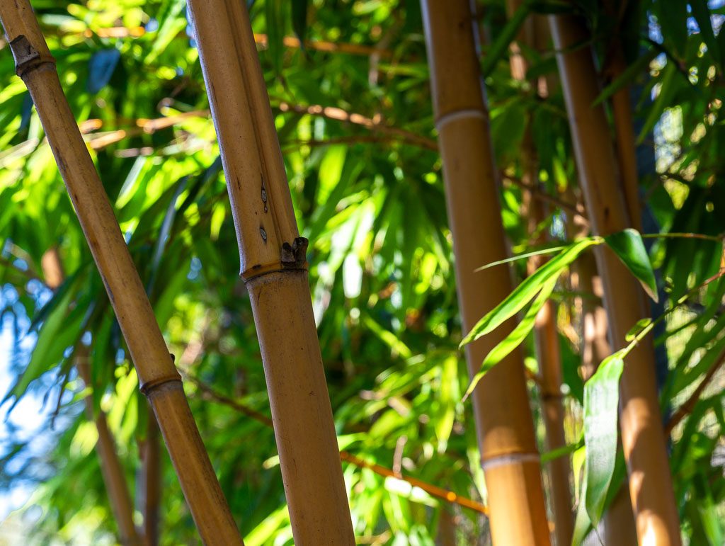 World Bamboo Day – Welttag des Bambus. Kuriose Feiertage – 18. September © 2025 Sven Giese – Bild 2 Mehrere Bambusstäbe im Sonnenlicht, umgeben von leuchtend grünen Blättern.