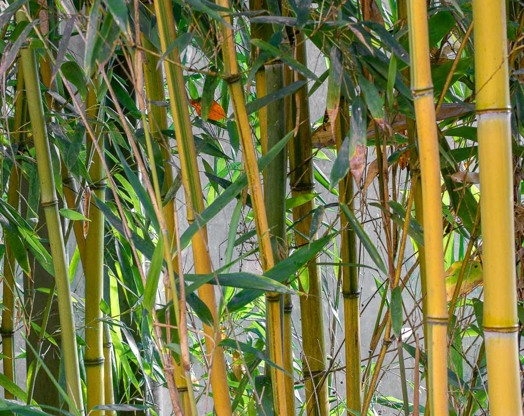 World Bamboo Day – Welttag des Bambus. Kuriose Feiertage – 18. September © 2025 Sven Giese – Bild 3 Dichte Bambusstäbe mit grünen Blättern vor einem grauen Hintergrund aufgenommen.