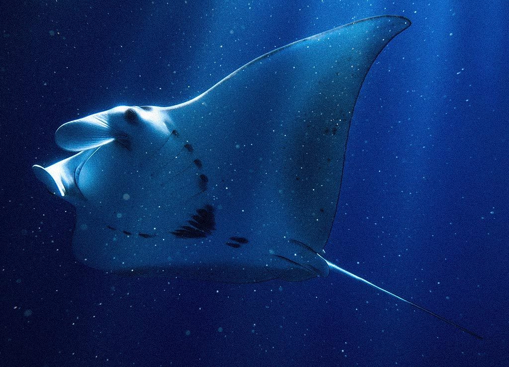 Mantarochen gleitet majestätisch durch tiefblaues Wasser mit sanft einfallendem Licht.