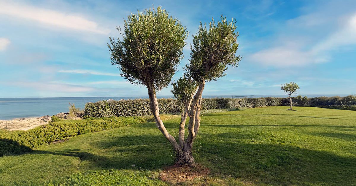 stechpalme alaska kaufen Stechpalme Alaska (Ilex aquifolium 'Alaska') | 175-200 cm mit Wurzelballen
