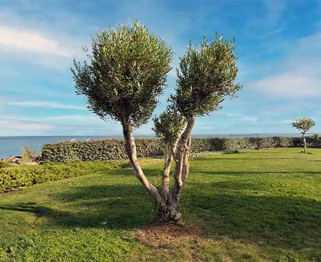 world olive tree day kuriose feiertage 2025 sven giese featured