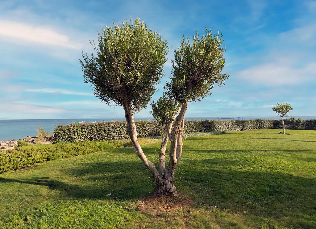 Farbfoto eines Olivenbaums vor blauem Himmel, grüne Küstenwiese mit Meer im Hintergrund.